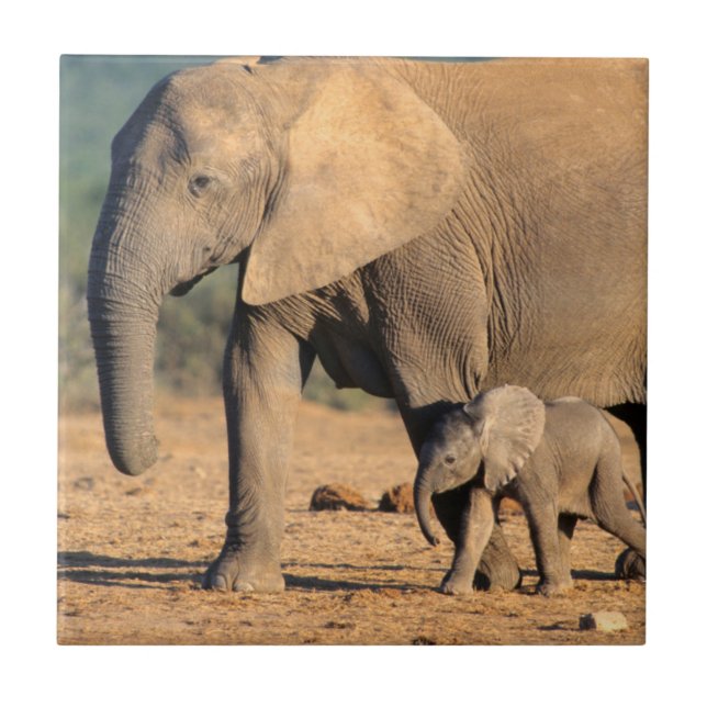 An African Elephant mother and calf on the move Tile (Front)