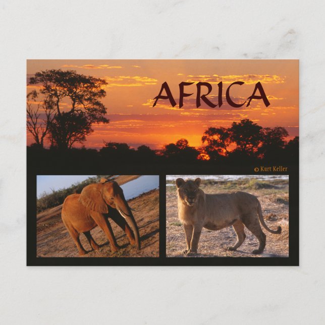 An African Safari Postcard (Front)