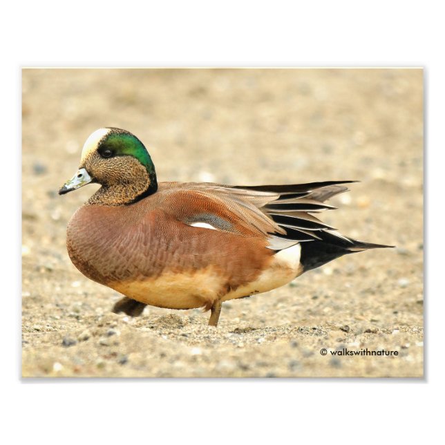 An American Wigeon on the Beach Photo Print (Front)