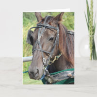 An Amish Horse at the Hitching Post All Occasions 