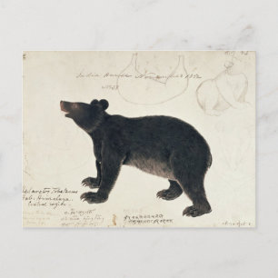 An Asiatic Black Bear, "Ursus Tibetanus" Postcard