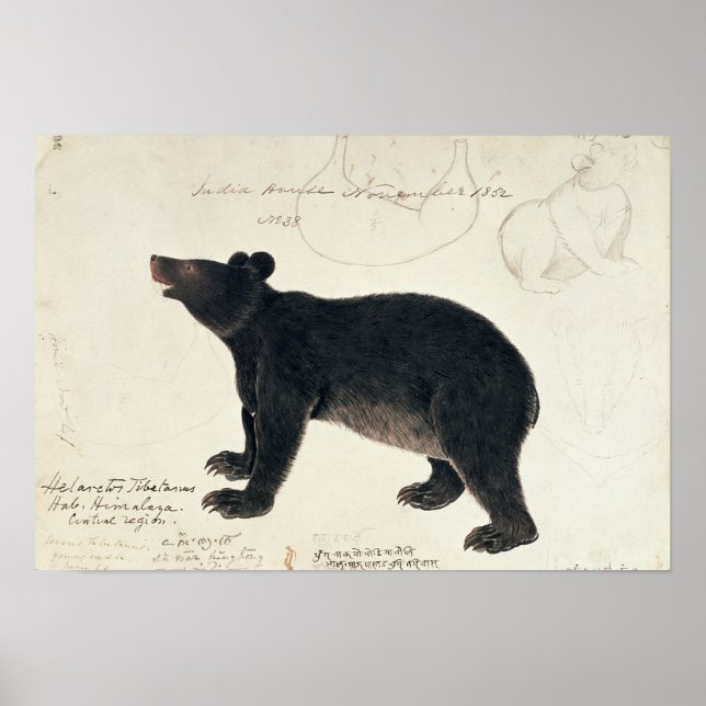 An Asiatic Black Bear, "Ursus Tibetanus" Poster (Front)