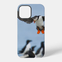 AN ATLANTIC PUFFIN COMING IN TO LAND WITH ITS WING