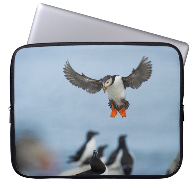 AN ATLANTIC PUFFIN COMING IN TO LAND WITH ITS WING LAPTOP SLEEVE (Front)