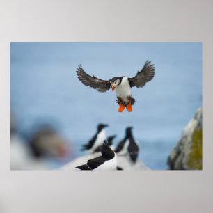 AN ATLANTIC PUFFIN COMING IN TO LAND WITH ITS WING POSTER