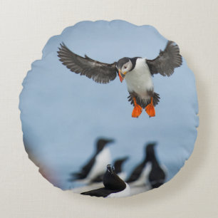 AN ATLANTIC PUFFIN COMING IN TO LAND WITH ITS WING ROUND PILLOW