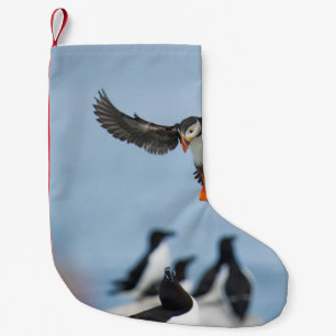 AN ATLANTIC PUFFIN COMING IN TO LAND WITH ITS WING SMALL CHRISTMAS STOCKING