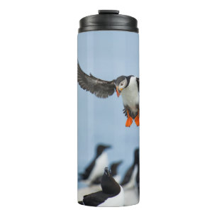 AN ATLANTIC PUFFIN COMING IN TO LAND WITH ITS WING THERMAL TUMBLER