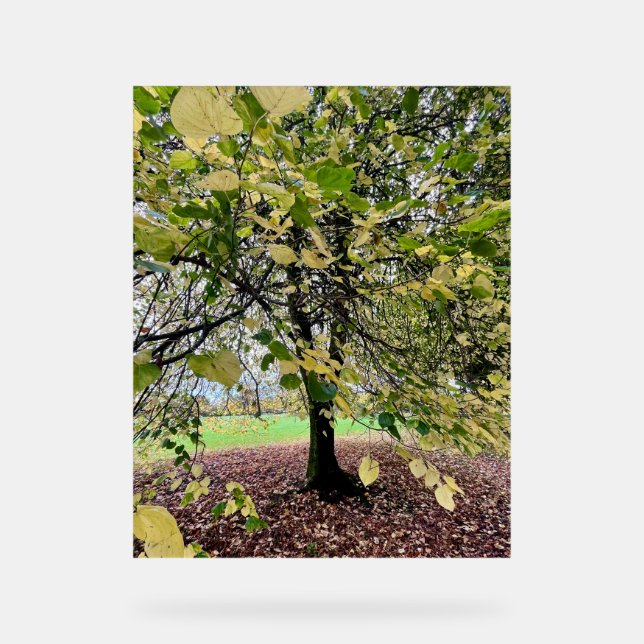 An autumn walk (Recto)