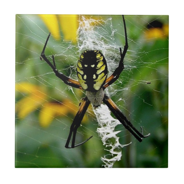 An Awesome Photo Orb Spider in Web Tile (Front)