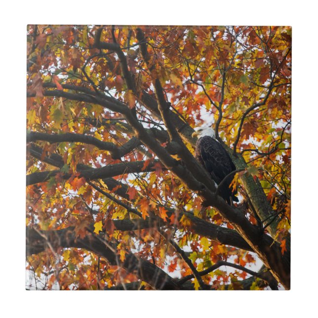 An Eagle in Autumn Tile (Front)