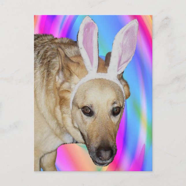 An Easter Bunny? Holiday Postcard (Front)