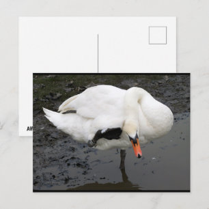 An Elegant Salute Postcard
