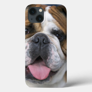 An english bulldog in Belgium. iPhone 13 Case