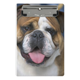 An english bulldog in Belgium Mini Clipboard