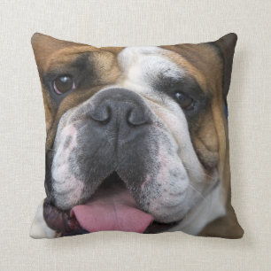 An english bulldog in Belgium Throw Pillow