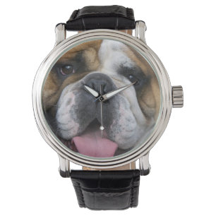 An english bulldog in Belgium. Watch