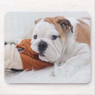 An English Bulldog Puppy Playing With A Bulldog Mouse Pad