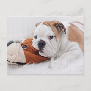 An English Bulldog Puppy Playing With A Bulldog Postcard