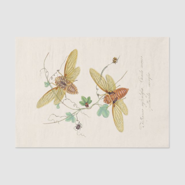 An Epitome of the Natural History of the Insects Tissue Paper (Front)