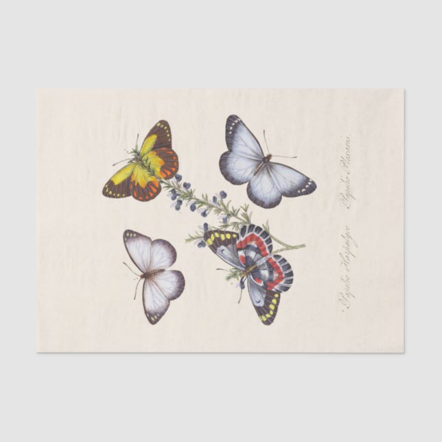 An Epitome of the Natural History of the Insects Tissue Paper (Front)