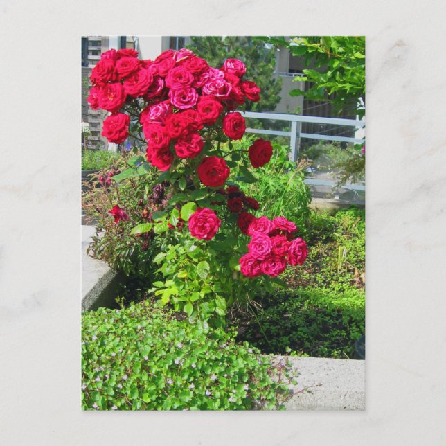 An Explosion of Roses Postcard (Front)