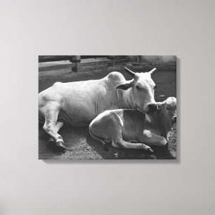 An Indian cow and its calf lying in a farmyard Canvas Print