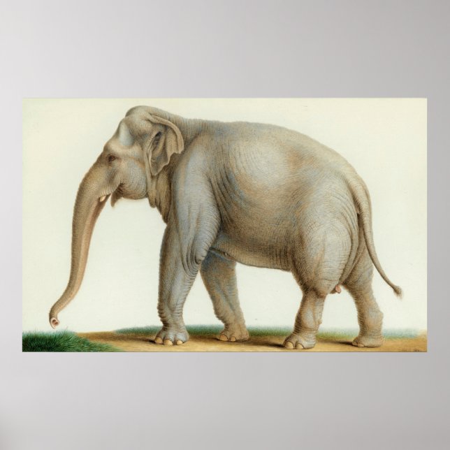 An Indian Elephant by Nicolas Huet The Younger Poster (Front)