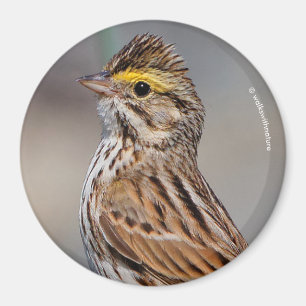 An Inquisitive Savannah Sparrow Magnet