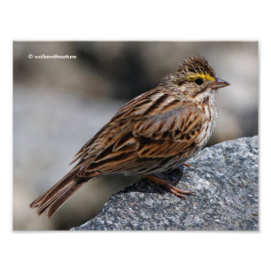 An Inquisitive Savannah Sparrow Photo Print