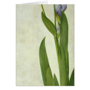 An Iris