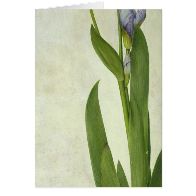An Iris (Front)
