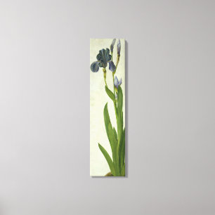 An Iris Canvas Print