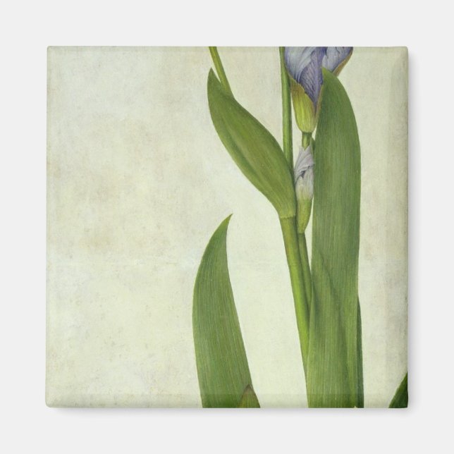 An Iris Magnet (Front)