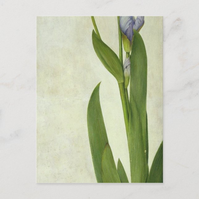 An Iris Postcard (Front)