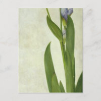 An Iris