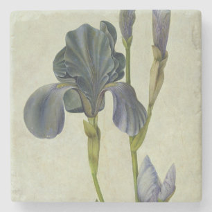 An Iris Stone Coaster