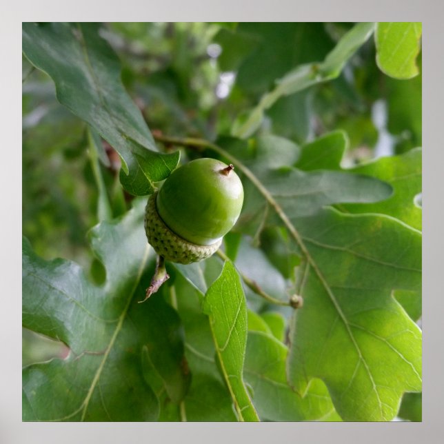 an oak fruit poster (Front)