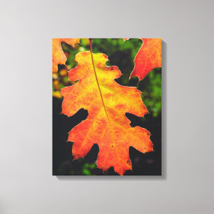 An Oak Leaf in Six Rivers National Forrest Canvas Print