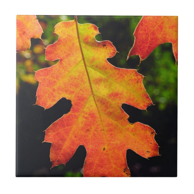 An Oak Leaf in Six Rivers National Forrest Tile (Front)
