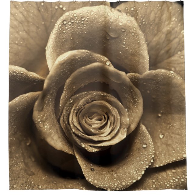 An old-fashioned rose close up, wet with water dro (Front)