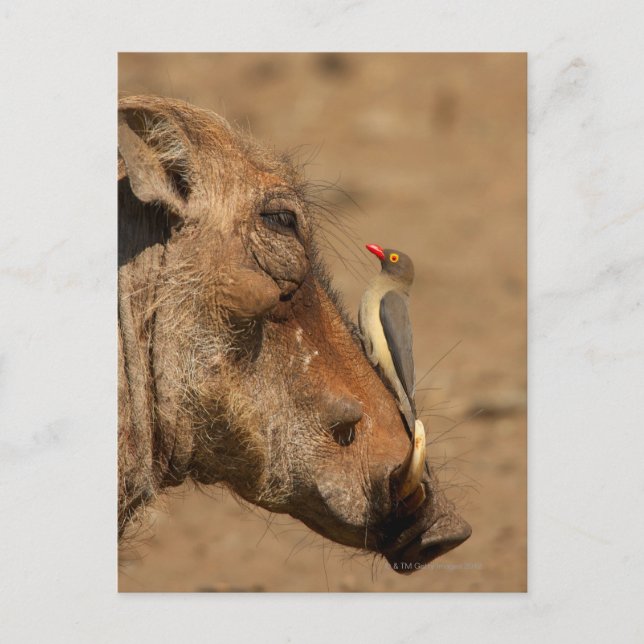An Oxpecker on a warthogs snout, Isimangaliso, Postcard (Front)