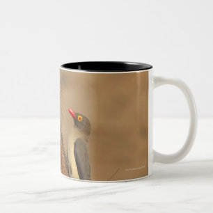 An Oxpecker on a warthogs snout, Isimangaliso, Two-Tone Coffee Mug