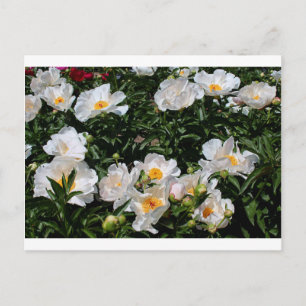 An Unrivaled Glimpse Postcard