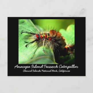 Anacapa Island Tussock Caterpillar Postcard