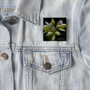 Anacheilium Chacoense 2 Inch Square Button