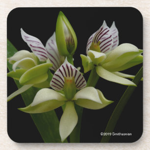 Anacheilium Chacoense Coaster