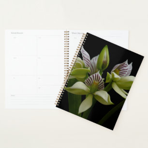 Anacheilium Chacoense Planner