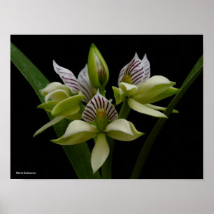 Anacheilium Chacoense Poster