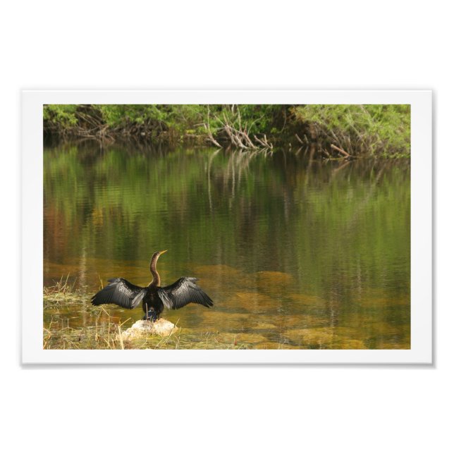 Anahinga Drying its Wings Photo Print (Front)